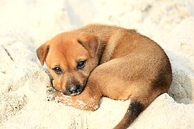 A little mongrel puppy on the shore, on Halong Bay