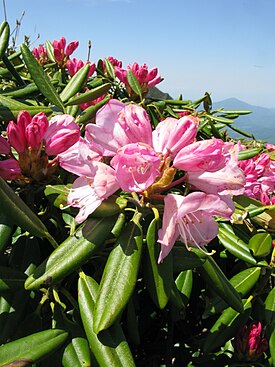 Rhododendron degronianum