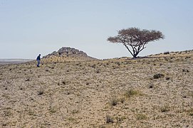 Rocky lightly vegetated desert south of Umm Bab with a single Acacia tortilis tree.