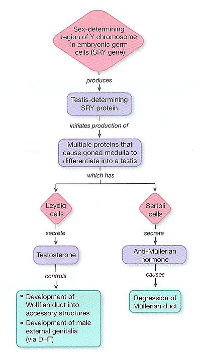 Figure One: The mesonephric System Pathway [7]