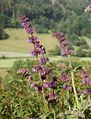 Salvia verticillata