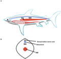 Image 18Lateral and cross section view of shark's red and white locomotor muscles (from Shark anatomy)