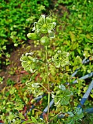 Silene baccifera