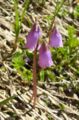 Zwerg-Soldanelle (Soldanella pusilla) nach Schneeschmelze