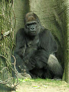 Hominidae : Gorilla gorilla, le Gorille de l’ouest