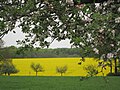 Wälder, Felder und Streuobstwiesen bei der Wilhelmshöhe