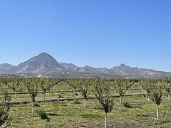 Sutter Buttes and private orchard