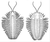 Restoration of the trilobite Triarthrus eatoni