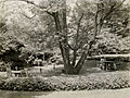 The Deanery Garden