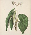 The floral cabinet and magazine of exotic botany (1840) (14778434922)