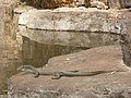 Mertens' Water Monitor at the Grotto waterhole near Wyndham, Western Australia.