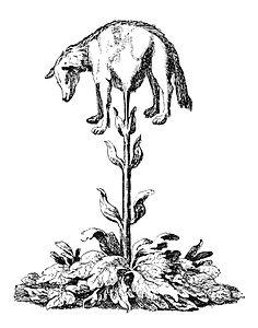 Vegetable Lamb of Tartary, by Henry Lee, redrawn from an original by Johann Zahn