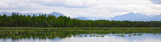 "Campo" de Nuphar numa lagoa (Kenai National Wildlife Refuge, Alaska).