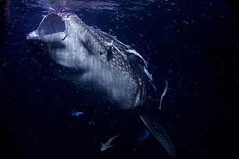 Tubarão-baleia (Rhincodon typus), atol Thaa, Maldivas. (definição 3 000 × 2 000)