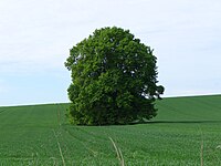 Winterlinde bei Vardeilsen