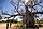 Baobab prison de Wyndham (Australie-Occidentale)