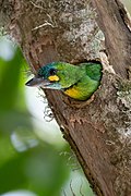 Yellow-eared barbet