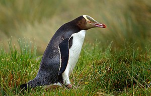 Hoiho, o pingüino de ojos amarillos (Megadyptes antipodes).