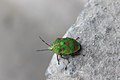 Poecilocoris lewisi