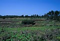 馬毛島の草原に取り残された古い廃屋（2000年4月）