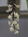 Bulbophyllum lindleyanum