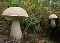 Moor-Birkenpilz Leccinum holopus