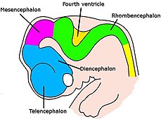 Very simple drawing of the front end of a human embryo, showing each vesicle of the developing brain in a different color.