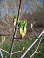 Buds opening in February
