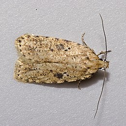 Ördögszem-laposmoly (Agonopterix arenella)