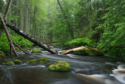 Rio Altja no Parque Nacional de Lahemaa, Estônia. (definição 4 390 × 2 948)