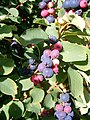 Feuilles et fruits.