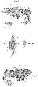 Monochrome illustrations of fossils of shrimp-like animals