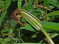 Close-up on Arisarum vulgare