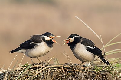 Two Indian pied mynas