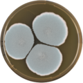 Aspergillus turcosus growing on MEAOX plate