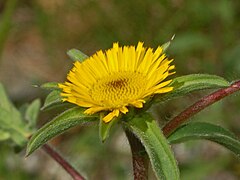 Cvijet Pallenis spinosa