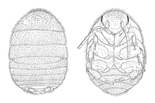 "Attaphila fungicola" female