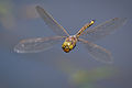 Image 31The Odonata (dragonflies and damselflies) have direct flight musculature, as do mayflies. (from Insect flight)