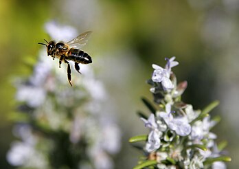 Une abeille dans les airs. (définition réelle 2 000 × 1 411*)