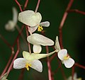 Détail des fleurs (Costa Rica)