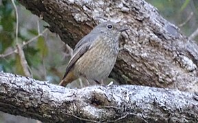 Benson's rock thrush (female)