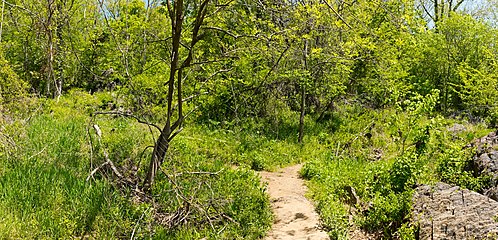 Tricky spot in the C trail. Trail takes the left fork, but because it isn't marked, people often go straight and right off the trail. This is near the downstream end of the trail.