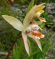 Bletilla ochracea