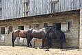 Barn and Horsepower Shed