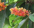 Inflorescence de Byrsonima crassifolia sur l'île de Barro Colorado, (Panama)