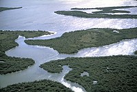 Irregular shaped swampy islands