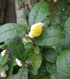 Camellia sinensis