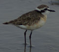 Kittlitz's Plover