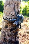 A Coconut crab