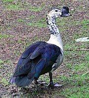 Knob-billed duck (Sarkidiornis melanotos): a misplaced dabbling duck?